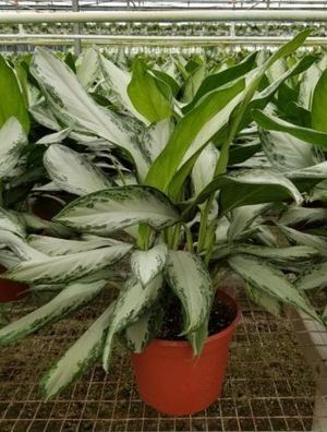 8" Aglaonema Emerald Bay